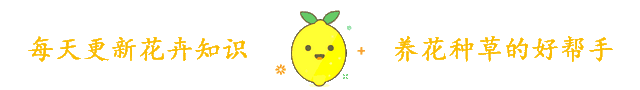 一个柠檬果好几块，不如扣点种子自己种，赏叶结果两不误