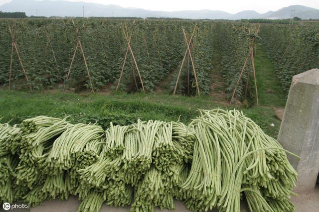 菜园子种植豇豆，有架的跟无架的哪个产量高，老农说收获有差距