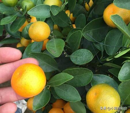 春季种盆橘子树，盆里下足一种肥，果子结的多又甜，漂亮又好吃