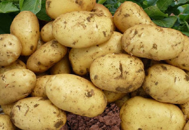 种山药、地瓜、马铃薯高产有方法，不仅个头大，产量也真高