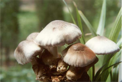种植草菇的优势和草菇种植时间