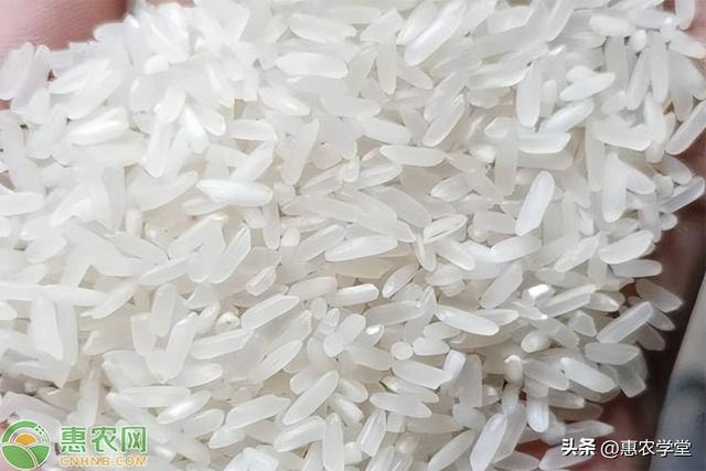 大米价格2023年是涨是跌？现在大米多少一斤？