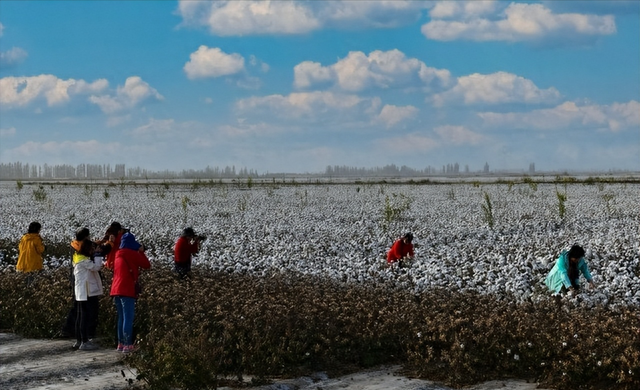 农业暴利！棉花单产300公斤，8元每公斤租金1200元利润还有多少？