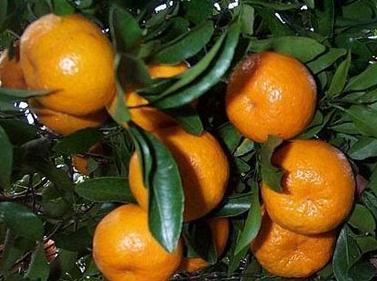 柑橘种植技术与管理技术
