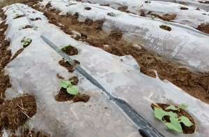 地豆角种植(豆角根系弱，温度低是主因，农户做好3点，预防冻害发生)
