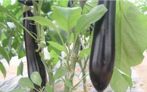 长茄的种植技术(种植茄子，注意2个问题，死秧少，产量高，农户快来看看吧)