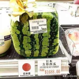 方形西瓜种植(售价约1688日元的日本方形西瓜是怎么种植的？)