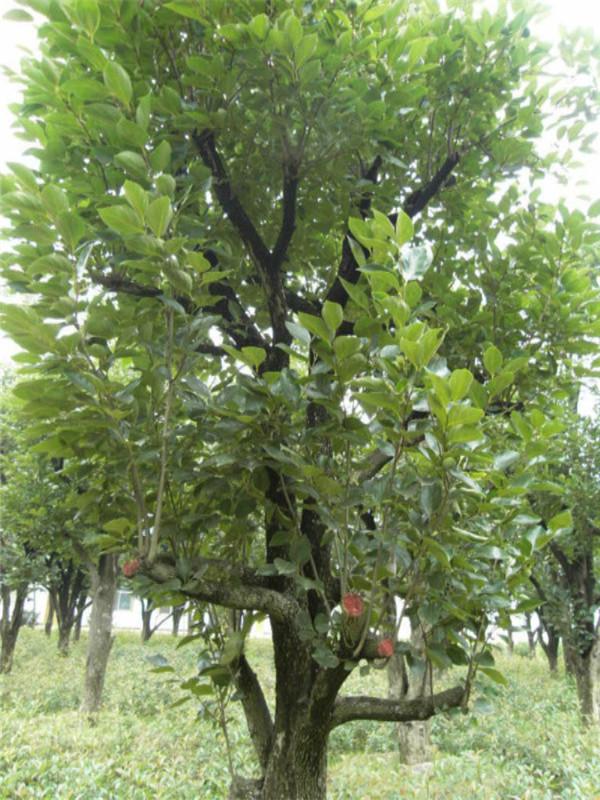 柿子树种植和管理方法