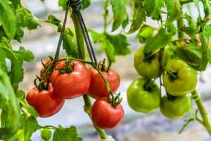 露地夏番茄种植技术(露地春番茄栽培的主要技术措施，学会这几步，轻松大丰收)