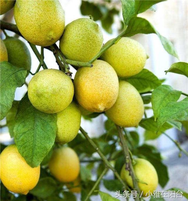 家里养盆栽柠檬，一个小技巧，长得枝叶茂盛，年年开花结果多