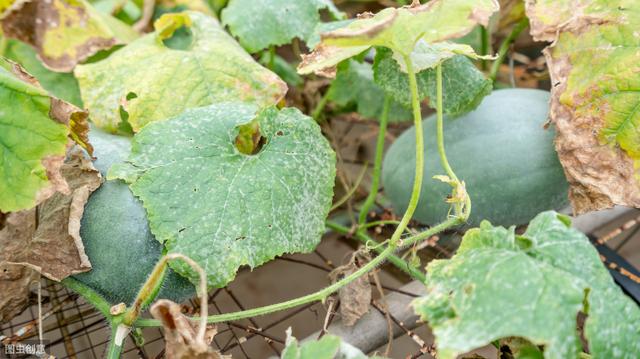 大冬瓜的种植方法，这样种植，会让你种的冬瓜高产