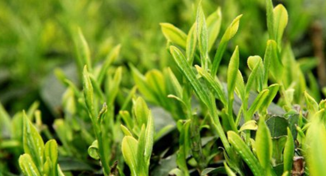 种植茶叶树，需要满足一些种植条件，主要包括三个方面