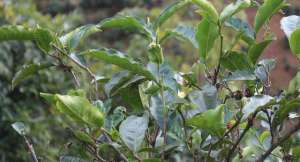 茶籽树的种植(种植茶叶树，需要满足一些种植条件，主要包括三个方面)