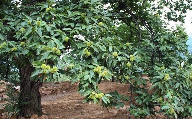 “干果之王”板栗树种植管理注意事项