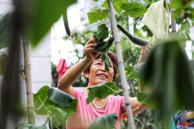 柚子皮种菜、辣椒水杀虫 现实版QQ农场现身成都人的阳台