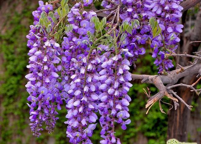 养紫藤花，注意3点不吃亏，开花满满一长廊、紫气东来福气来