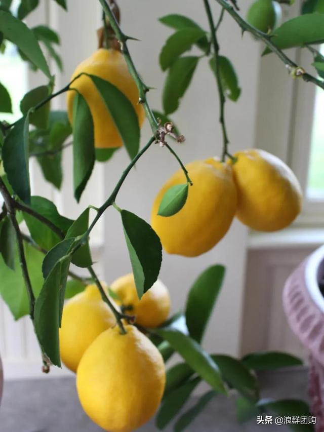 今年最火的四季柠檬树终于来了，香气浓郁，四季结果