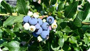 种植合作社都包括哪些(通航种植养殖专业合作社：发展绿色种植 喜迎蓝莓丰收)