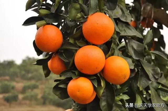 19个错峰柑橘品种，市场潜力不可估量！你觉得哪个会胜出？