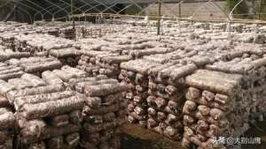 香菇种植技术员(香菇袋料栽培简单易学，经济效益高于木材种植)