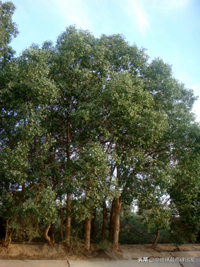 北方主要绿化树种及繁育栽培——落叶乔木类（一）
