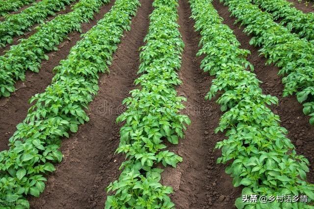 老菜农种植马铃薯常用五个土办法，年年获高产，简单又特别实用