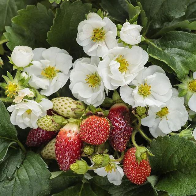 你和草莓丰产可能只差1个细节，做好这点，春季等丰收吧