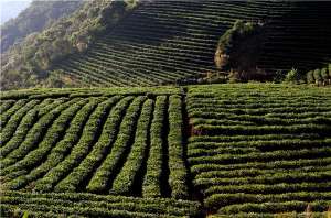 普洱市茶叶种植面积(政策加码 铺就普洱茶成名之路)