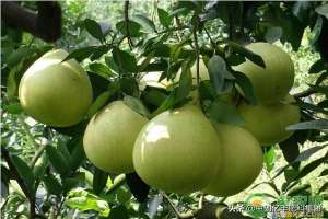 柚子的种植技术(柚子树种植几年结果？柚子高产栽培管理方法)