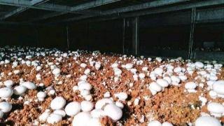 玉米秸秆栽培双孢菇技术，掌握这几个关键要点，农民高产不是问题