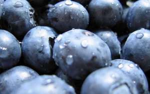 篮莓种植技术(蓝莓好吃有营养，种植有技巧，一文为你详细道来)