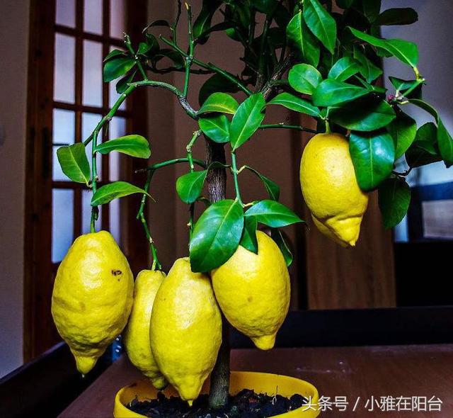 家里养盆栽柠檬，一个小技巧，长得枝叶茂盛，年年开花结果多
