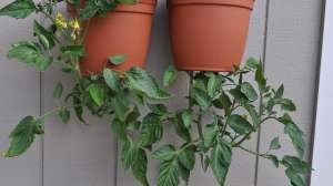 阳台种植圣女果(将番茄倒挂在阳台上种，枝条弯曲向下生长，依旧可开花结果)
