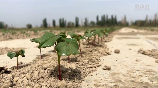 新华全媒+｜新疆阿拉尔：棉花种植告别“汗滴禾下土”