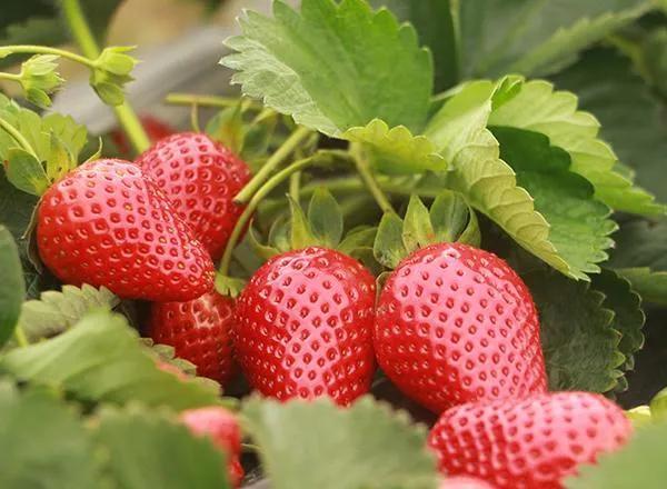 不外传的草莓种植技术，想学的速来看！(真实好文)