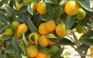 山坡地种植柑桔技术(柑橘类果树对大量元素，中微量元素需求的规律是什么？)