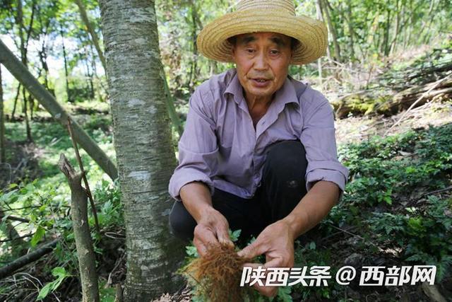 视频丨安康镇坪友谊村：村集体林下种万亩黄连，打造黄连第一村