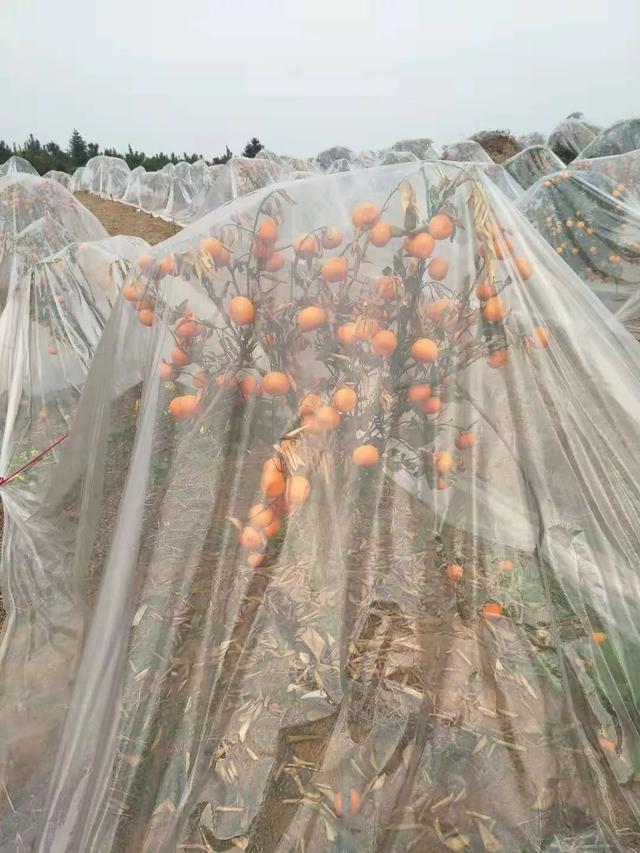 柑橘种植高手在砂糖桔园参观新型盖膜产品，覃会长解说防寒布优势