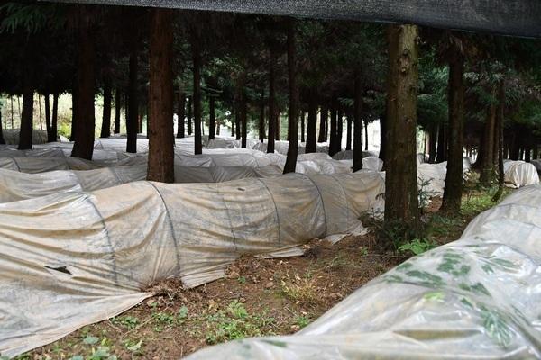 贵州织金：食用菌铺就致富路
