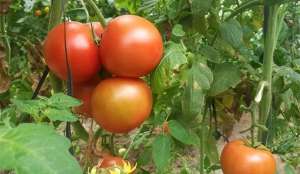 西红柿苗的种植方法(番茄怎样育苗能根系发达？能采取的具体措施是什么？抓紧收藏)