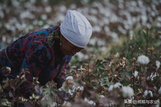棉花的种植，掌握5个方面，产量高，好管理