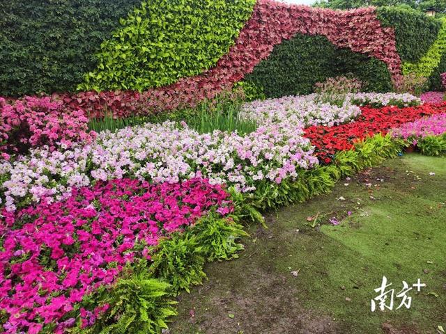 广州全球首发！新优花卉品种展示会今明两日免费开放