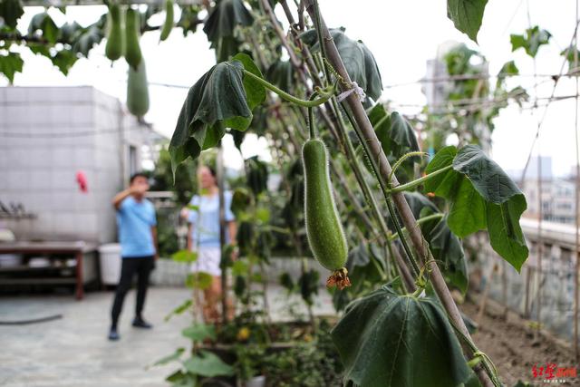 柚子皮种菜、辣椒水杀虫 现实版QQ农场现身成都人的阳台