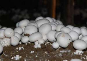 山蘑菇种植技术(玉米秸秆栽培双孢菇技术，掌握这几个关键要点，农民高产不是问题)