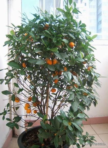 春季种盆橘子树，盆里下足一种肥，果子结的多又甜，漂亮又好吃