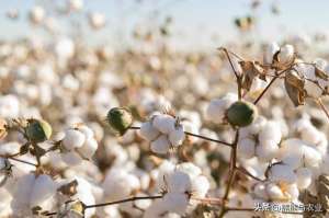 棉花种植技术与管理(棉花的种植，掌握5个方面，产量高，好管理)