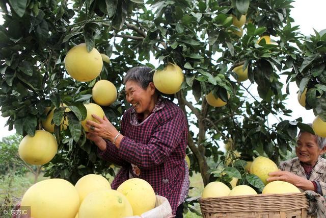 要栽培出品质不错的柚子，除了品种要选对，还需记住这些管理措施
