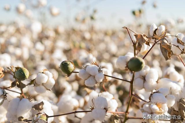 棉花的种植，掌握5个方面，产量高，好管理