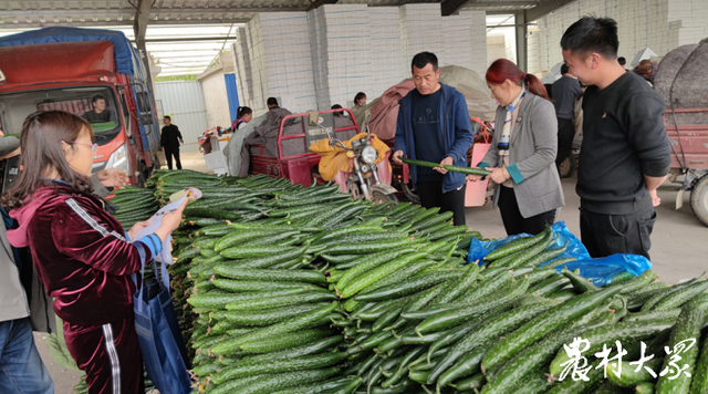 年销5000万元的黄瓜产业，把00后“馋”回村里种大棚