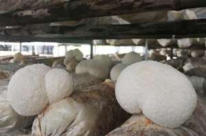 猴头菇种植(栽培猴头菇的高产技术，掌握子实体生长环境，帮助农民增产增收)